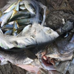 飲ませでスズキ72cm